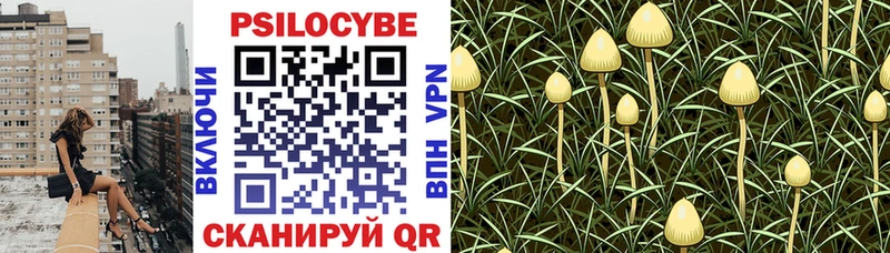 как найти закладки  Борзя  Псилоцибиновые грибы GOLDEN TEACHER 